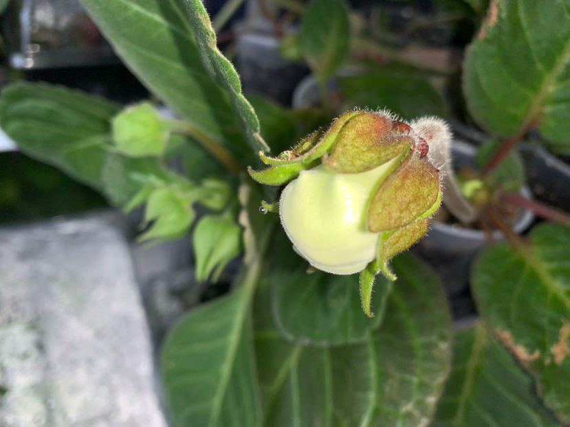  - Gloxinia 2021