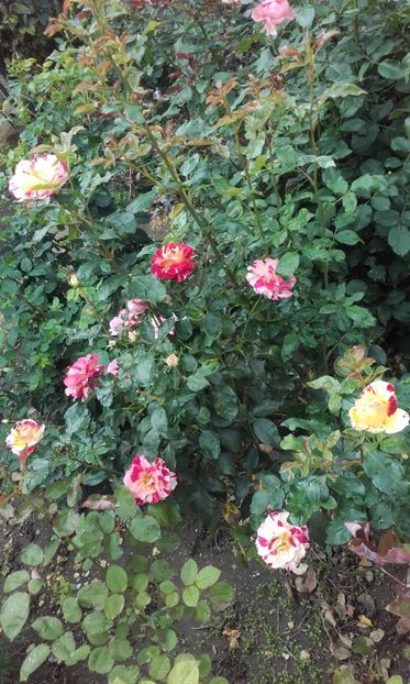 28 09 2021 - Camille Pissarro