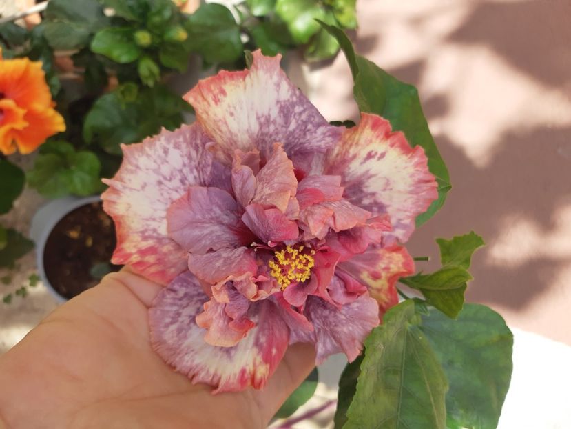  - YDaimonds are forever