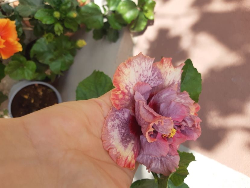  - YDaimonds are forever