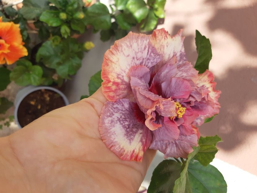  - YDaimonds are forever