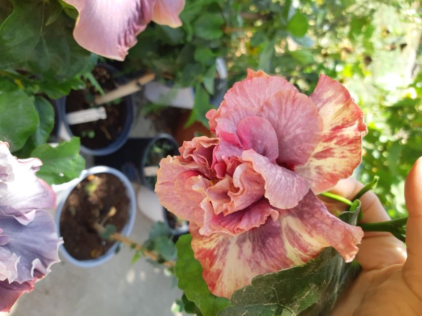  - YDaimonds are forever