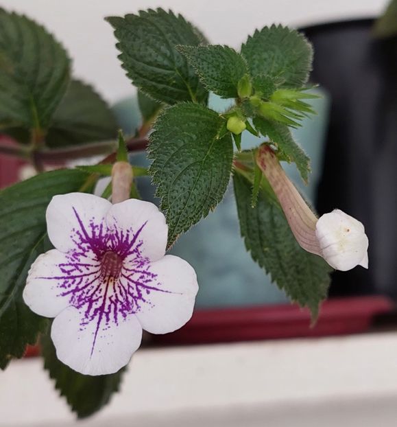  - Ambroise Verschaffelt