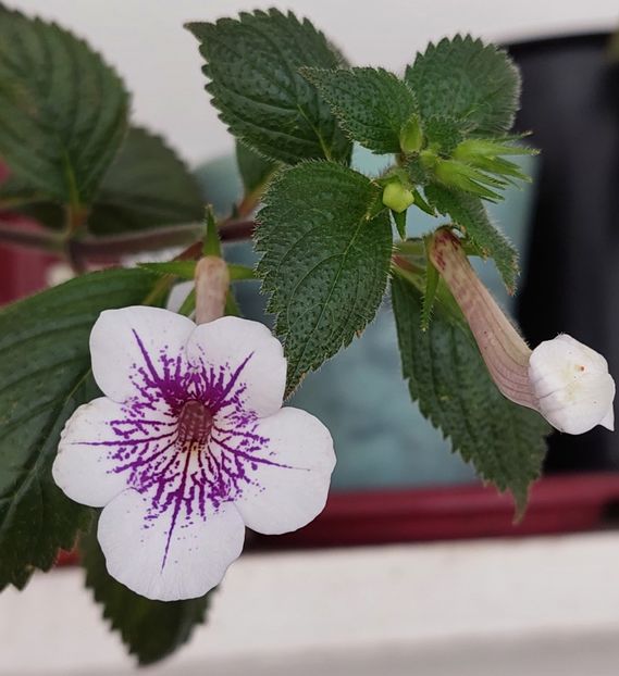  - Ambroise Verschaffelt