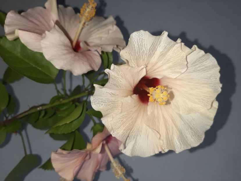  - Florile mele în septembrie 2021