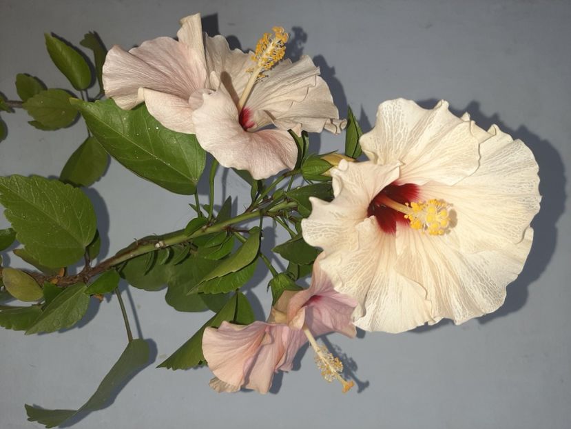  - Florile mele în septembrie 2021