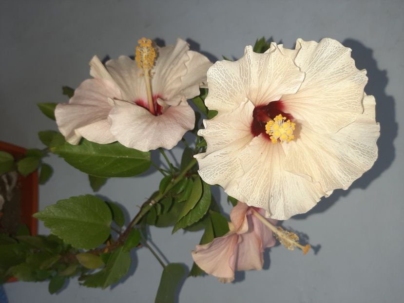  - Florile mele în septembrie 2021