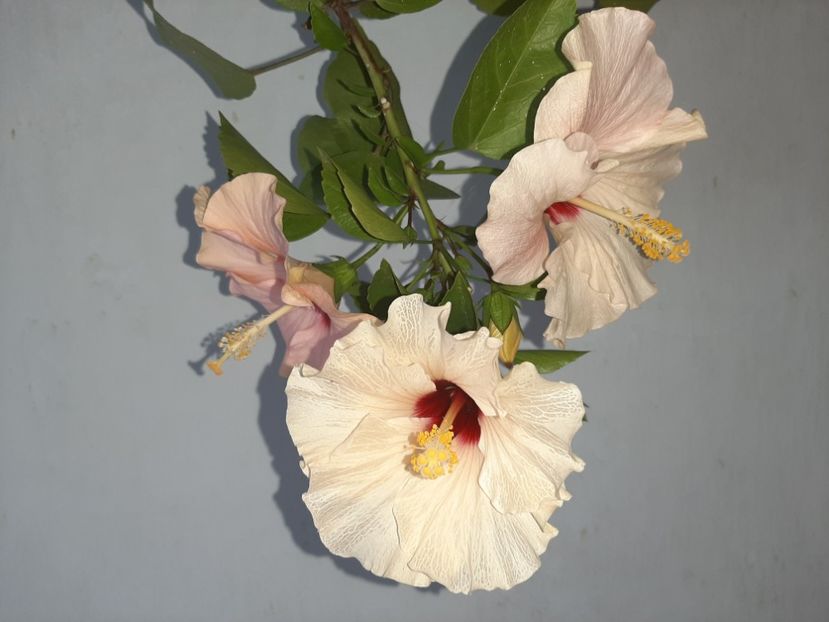  - Florile mele în septembrie 2021