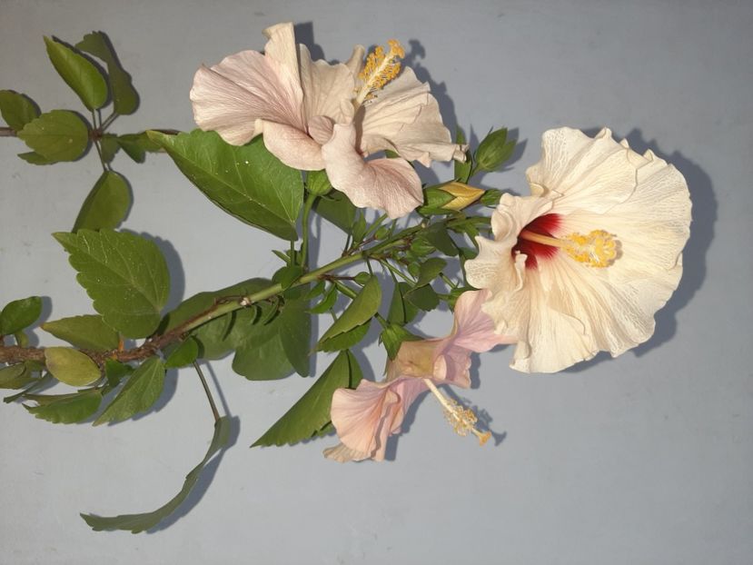  - Florile mele în septembrie 2021