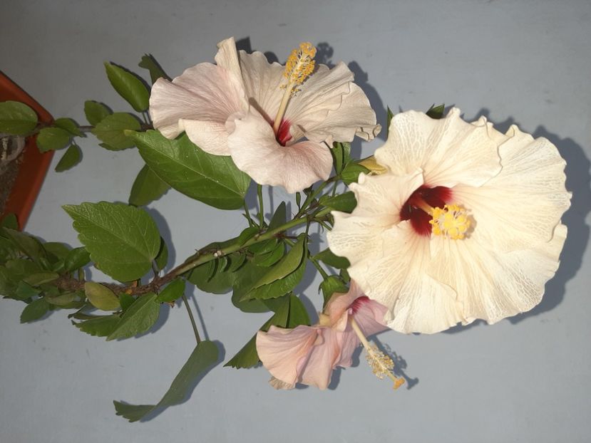  - Florile mele în septembrie 2021