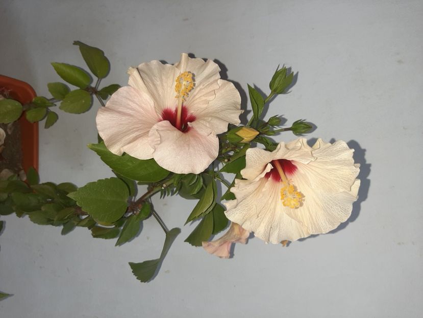  - Florile mele în septembrie 2021