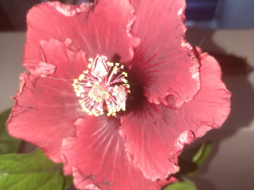  - Florile mele în septembrie 2021