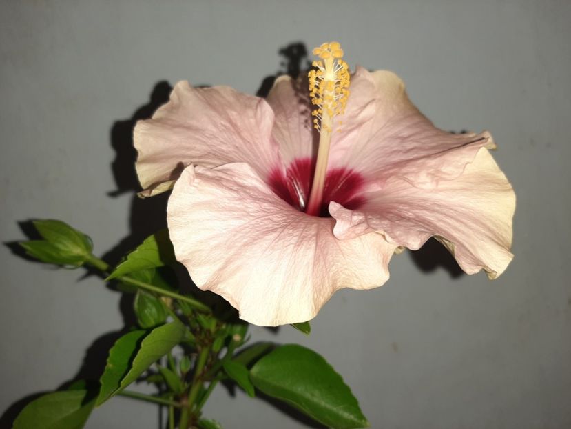  - Florile mele în septembrie 2021