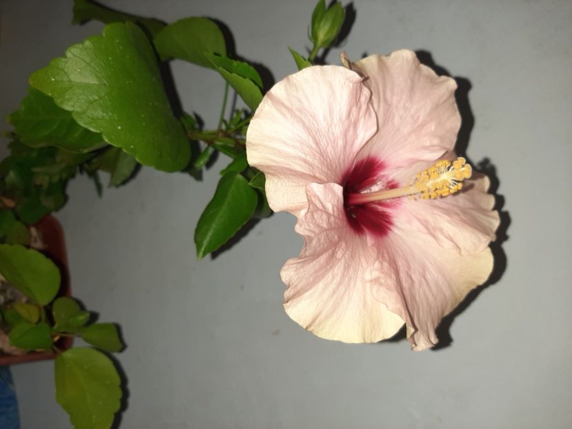  - Florile mele în septembrie 2021