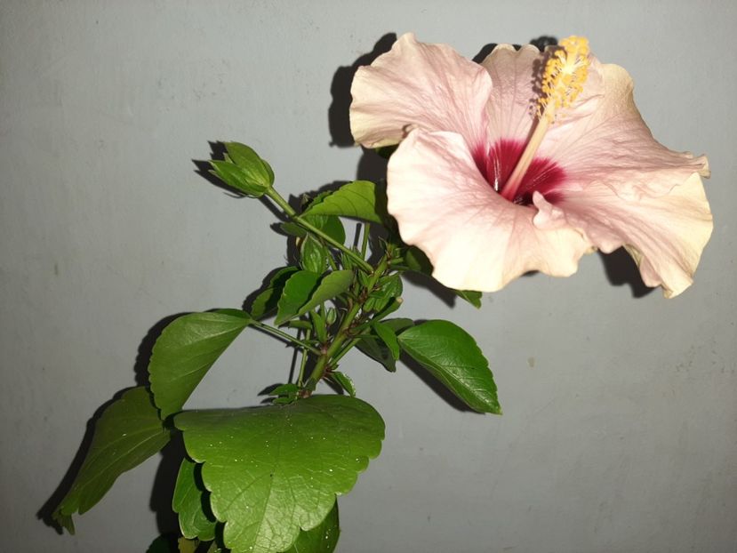  - Florile mele în septembrie 2021