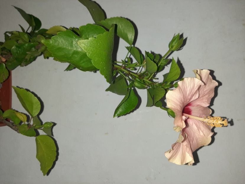  - Florile mele în septembrie 2021