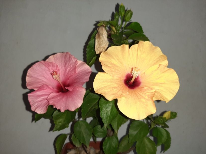  - Florile mele în septembrie 2021