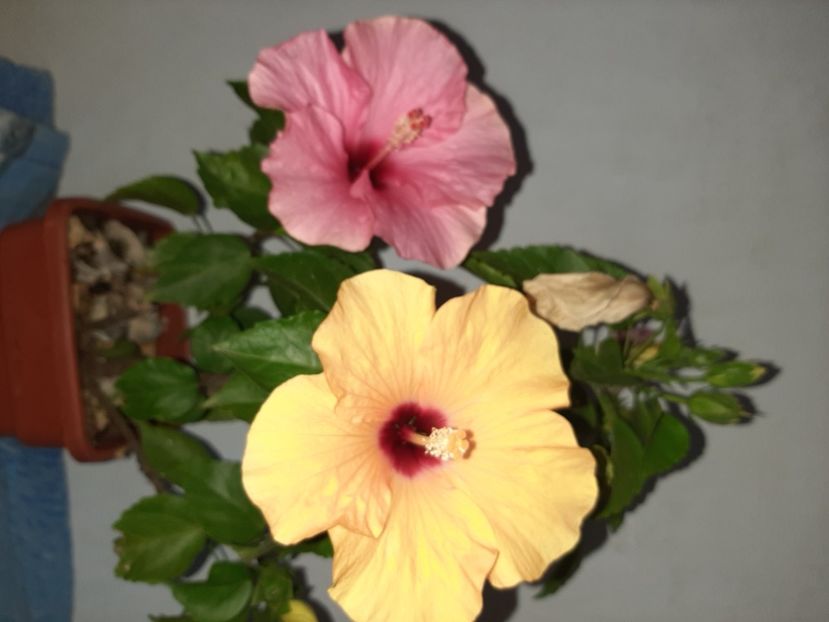  - Florile mele în septembrie 2021