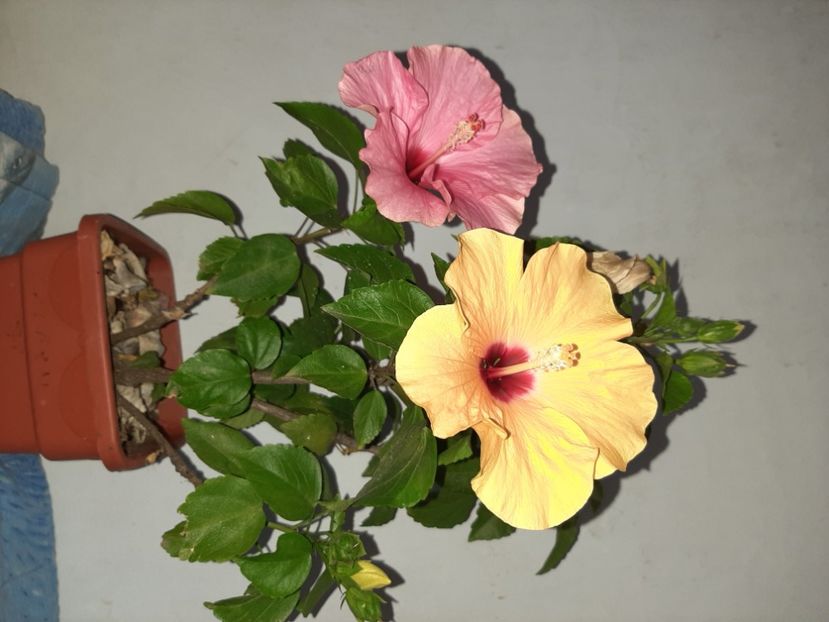  - Florile mele în septembrie 2021