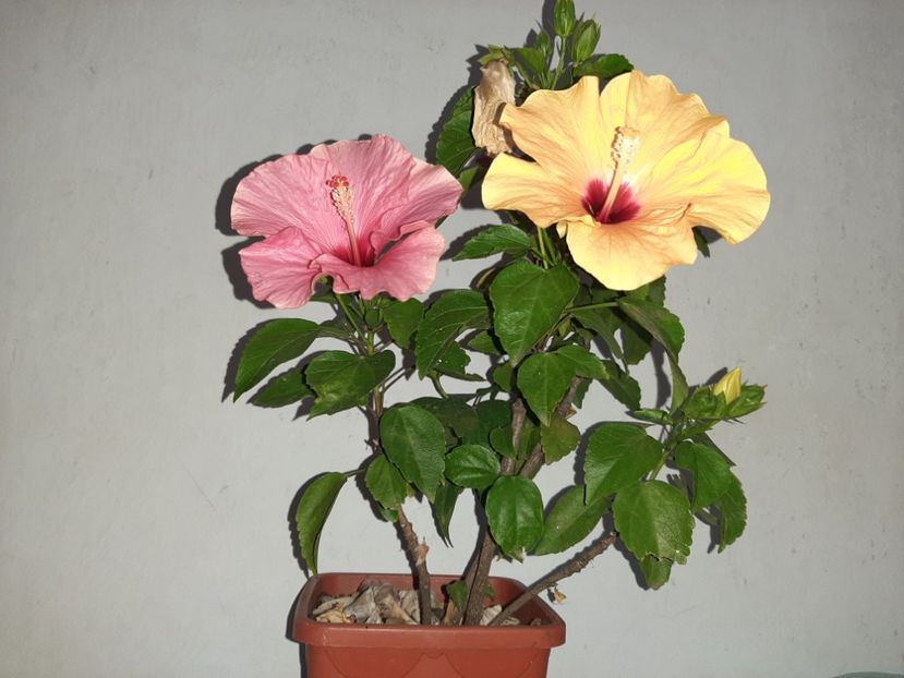  - Florile mele în septembrie 2021