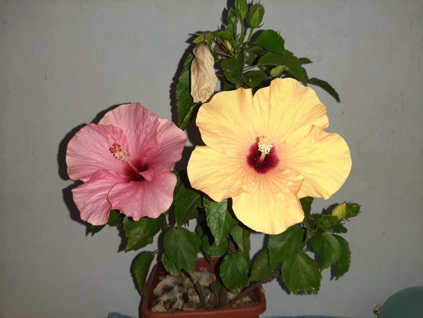  - Florile mele în septembrie 2021