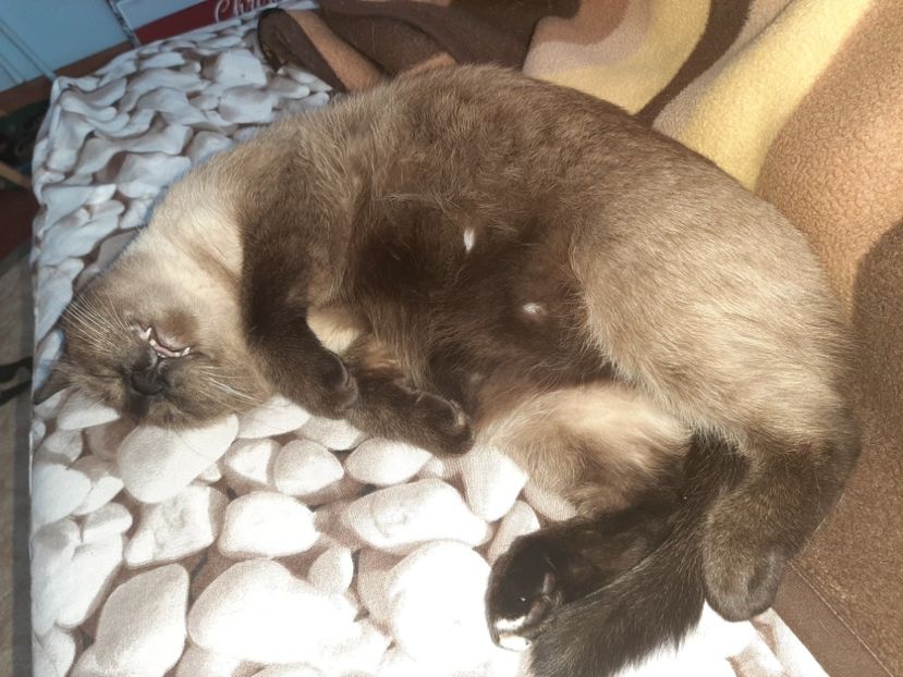  - Pisicii mei în septembrie 2021