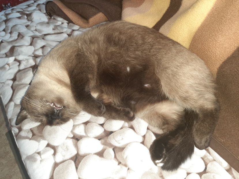  - Pisicii mei în septembrie 2021