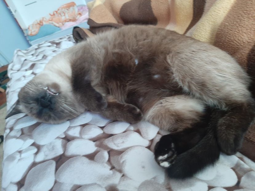  - Pisicii mei în septembrie 2021