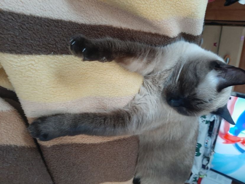  - Pisicii mei în septembrie 2021