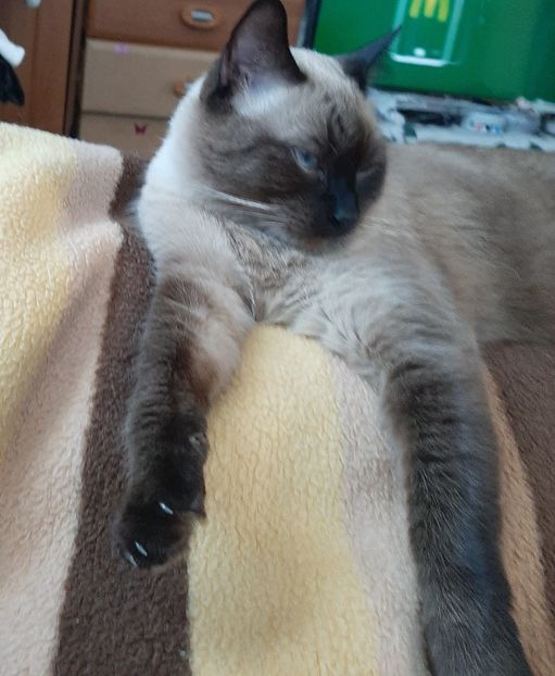  - Pisicii mei în septembrie 2021