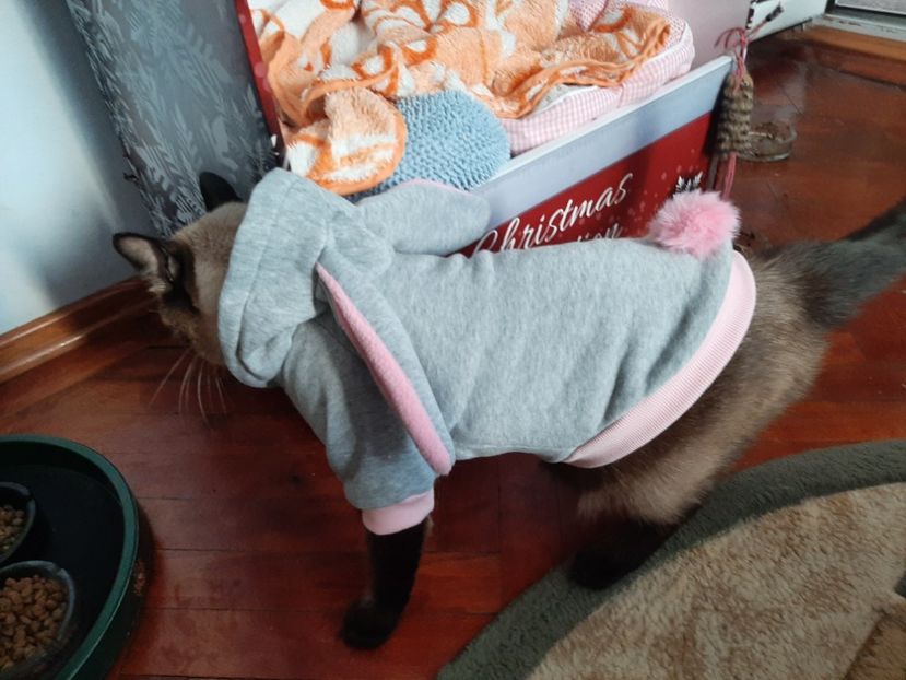  - Pisicii mei în septembrie 2021