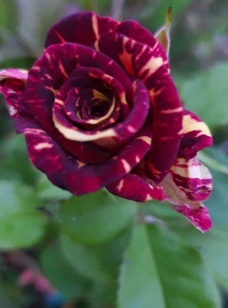  - Trandafiri la baltă 2021