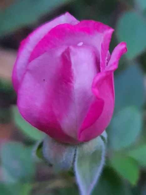  - Trandafiri la baltă 2021