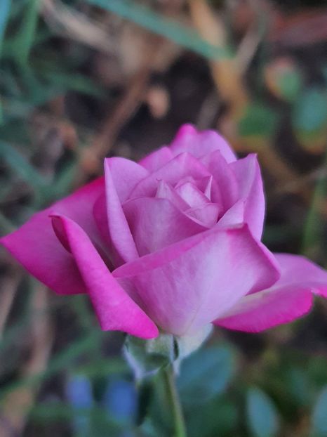  - Trandafiri la baltă 2021