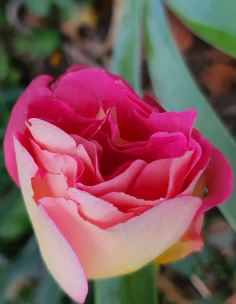  - Trandafiri la baltă 2021