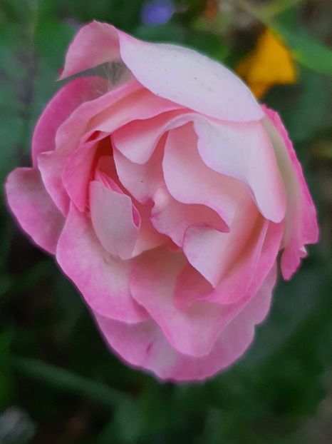  - Trandafiri la baltă 2021