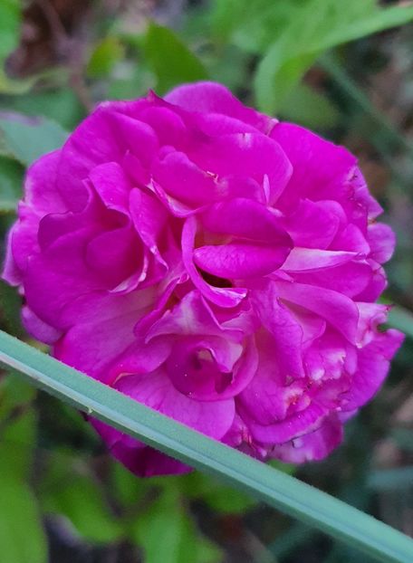  - Trandafiri la baltă 2021