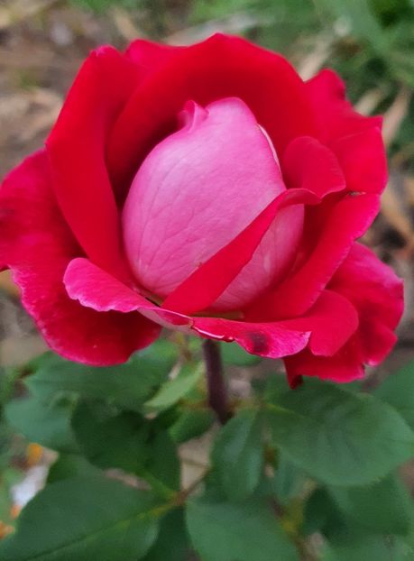  - Trandafiri la baltă 2021