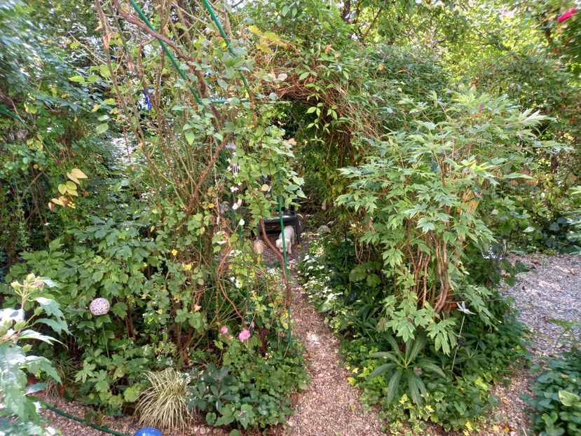  - Grădina 2021 continuare 2