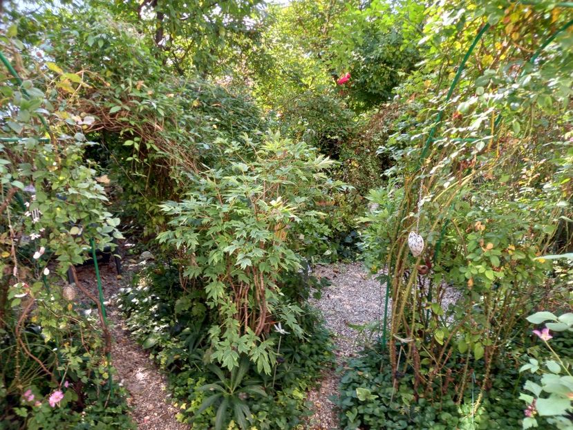  - Grădina 2021 continuare 2