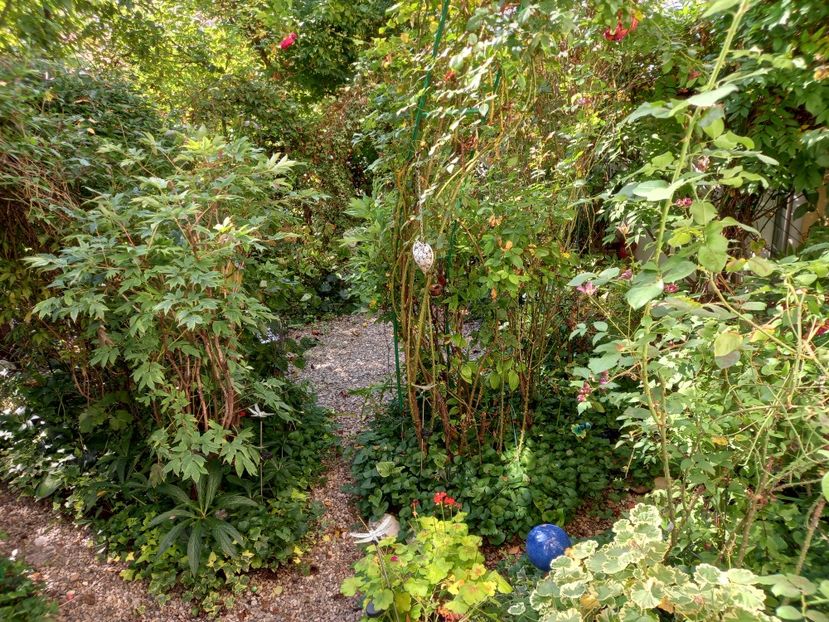  - Grădina 2021 continuare 2