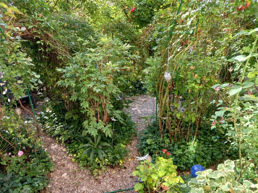  - Grădina 2021 continuare 2