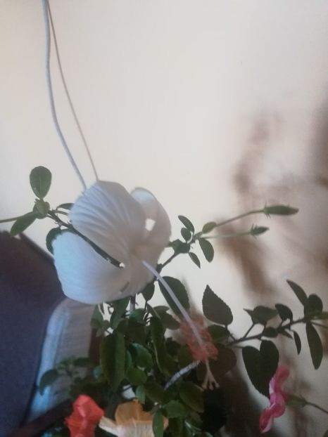  - Hibiscus 2021