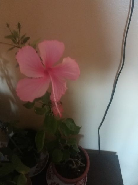  - Hibiscus 2021