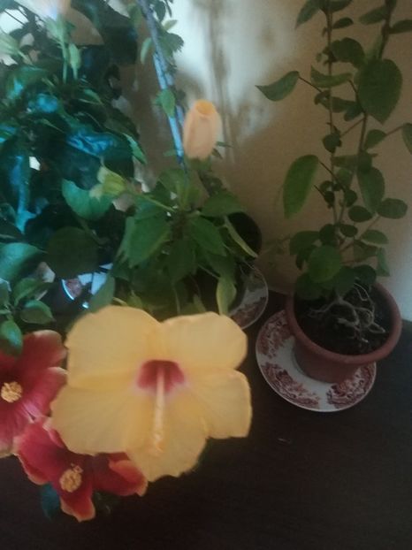  - Hibiscus 2021