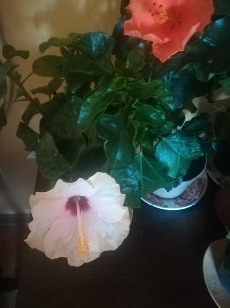  - Hibiscus 2021