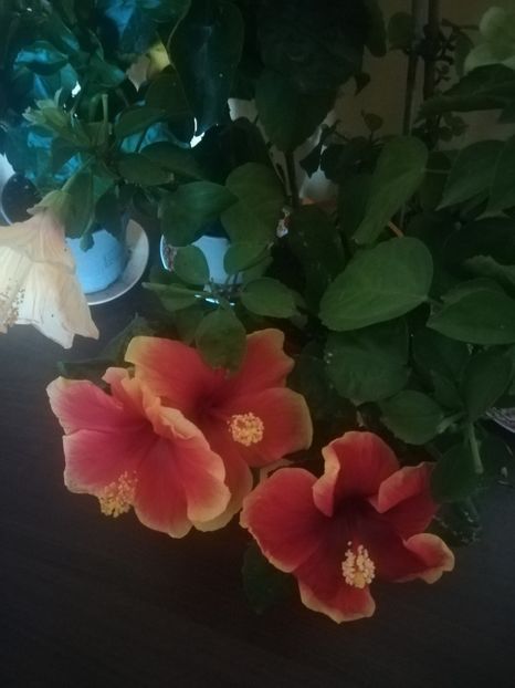  - Hibiscus 2021