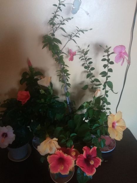  - Hibiscus 2021