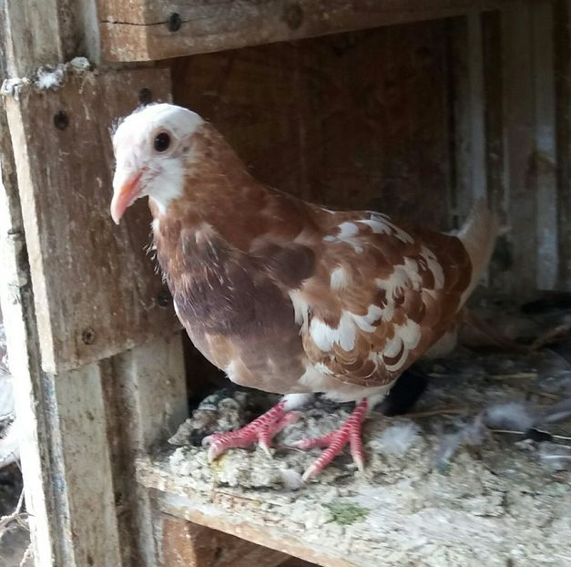  - porumbeii copilariei