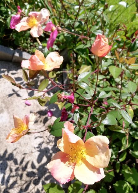 Mutabilis 2 - Mutabilis